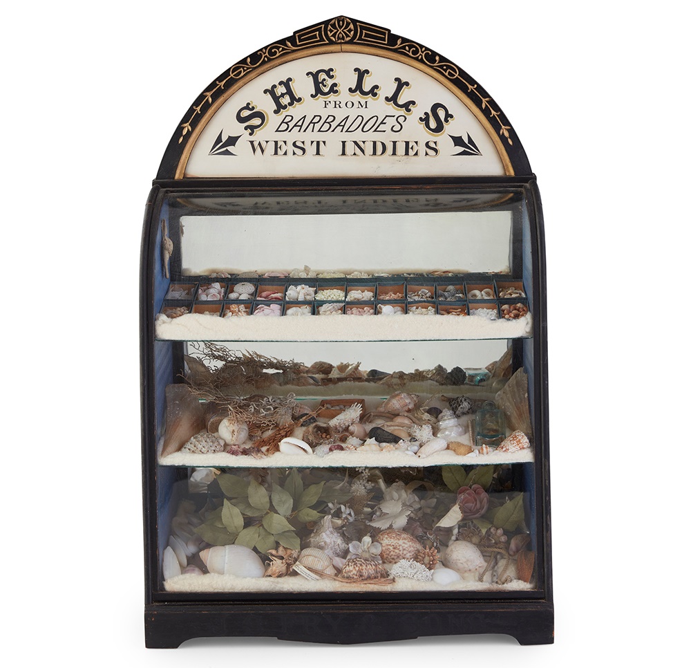 VICTORIAN WEST INDIES SHELL DISPLAY CASE LATE 19TH CENTURY